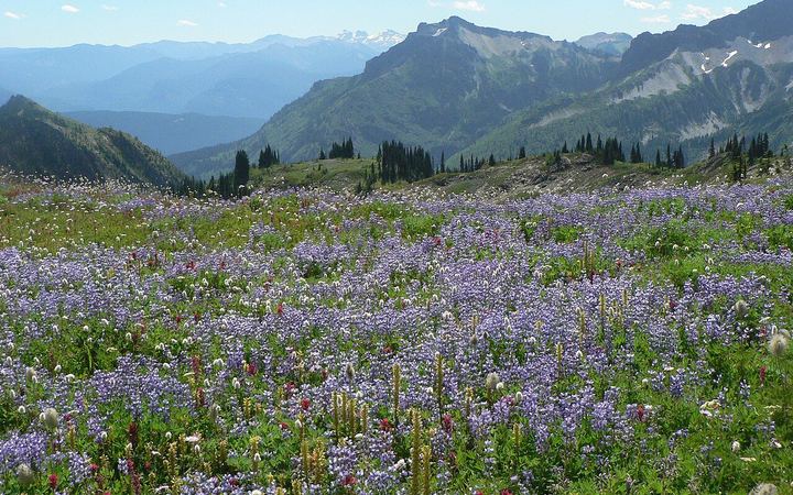 Wildflower meadow with mountains beyond